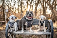 Pets_WheelerFarm (1)
